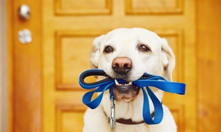 Eight Reasons Why Exercise is Good for Your Dog’s Mind