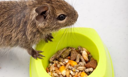 Find Degu Snacks and Treats Around Your Home!