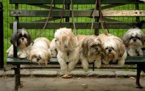Tips For Taking Your Dog To A Dog Park