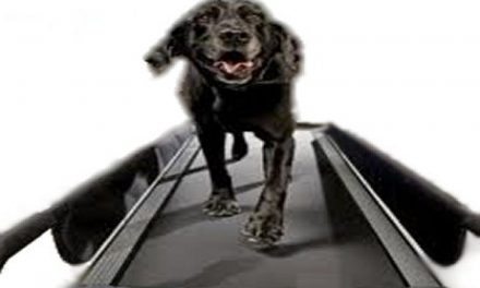 Dog Treadmills – Basic Facts