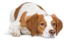 Dog Arthritis Exercise