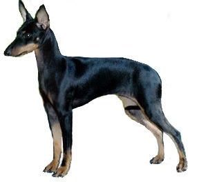 Manchester Terrier (Toy)