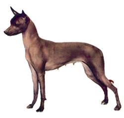 Mexican Hairless (Toy)