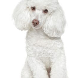Poodle (Toy)