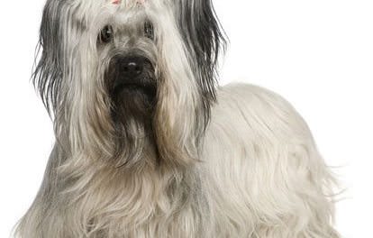 Skye Terrier