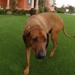Dog Game – Finding Keys