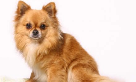 Chihuahua (Long coat)