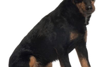 German Hunting Terrier