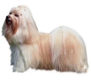 havanese teeth how cold is cold to walk the havanese teeth how cold is cold to walk the