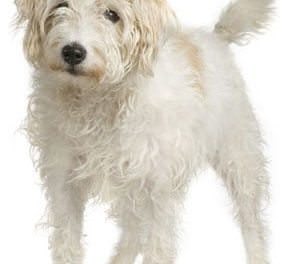 Parson Russell Terrier (Rough)