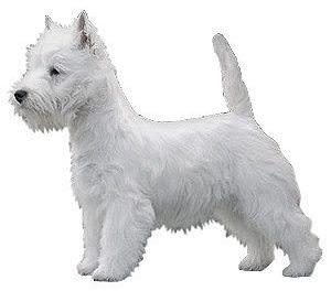 West Highland White Terrier