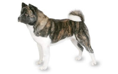 American Akita