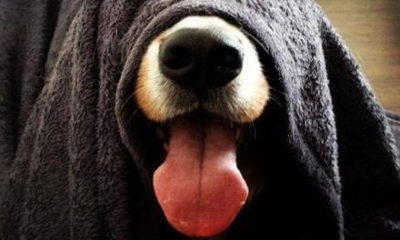 can dogs eat pecans ending problem barking part 1 animal hub can dogs eat pecans ending problem barking part 1 animal hub