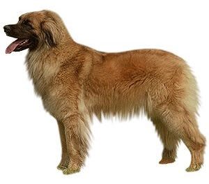 can dogs eat graham crackers can dogs eat graham crackers can dogs eat graham crackers can dogs eat graham crackers