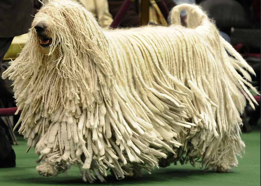 komondor shed