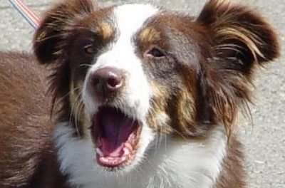 can dogs eat persimmons can dogs eat persimmons can dogs eat persimmons can dogs eat persimmons