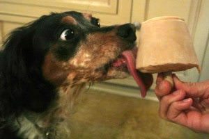 Can Dogs Have Peanuts?