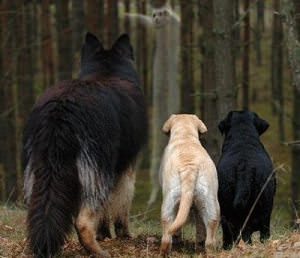 Can Dogs See Ghosts?