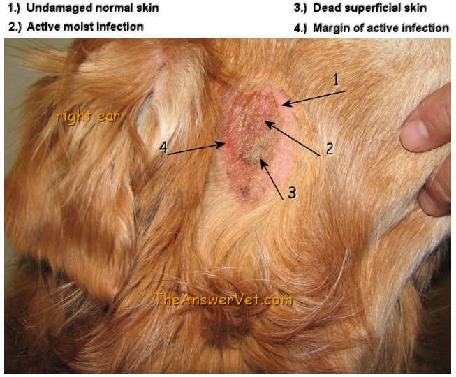 german shepherd hot spots