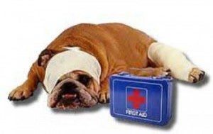 How To Tell If Your Dog Is Sick