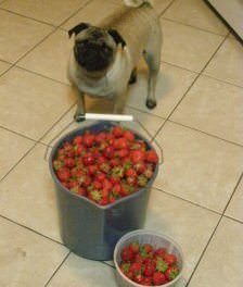 can dogs strawberries exercising your basenji animal hub can dogs strawberries exercising your basenji animal hub