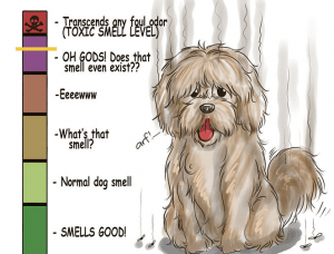 Why Do Dogs Smell?