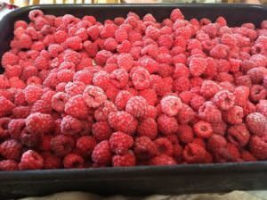 Can Dogs Eat Raspberries?