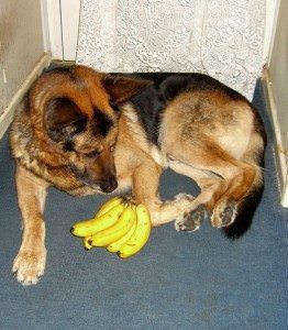 dogs eat bananas can dogs eat bananas dogs eat bananas can dogs eat bananas