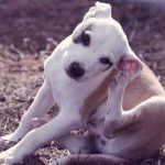 Everything You Need To Know About Fleas