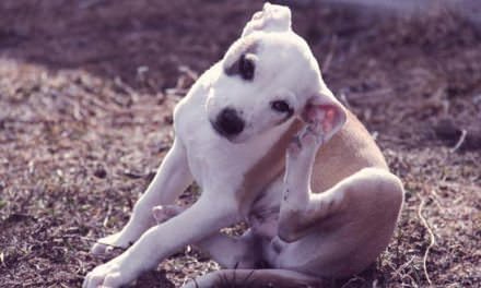 can dogs eat graham crackers can dogs eat graham crackers can dogs eat graham crackers can dogs eat graham crackers
