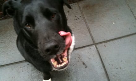 can dogs eat tums can dogs eat mangoes can dogs eat tums can dogs eat mangoes