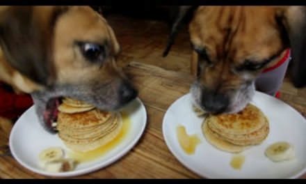Can Dogs Eat Pancakes?
