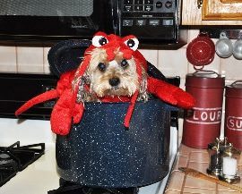 Can Dogs Eat Lobster?