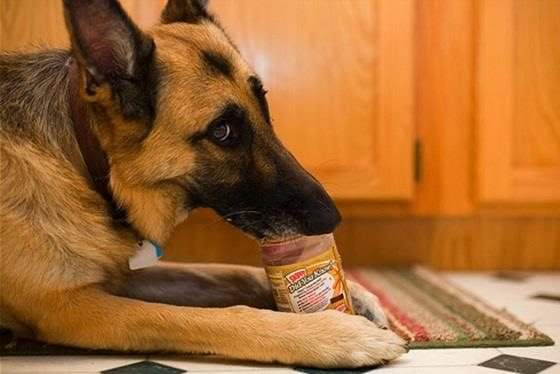 can a dog eat a peanut