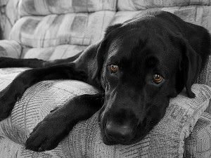 can dogs be depressed