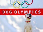 Pets Are Athletes, Too: The Case for Dog Competitions at the Olympics