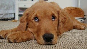 End Housetraining Accidents After Puppyhood