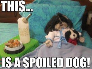 Spoiled Dog