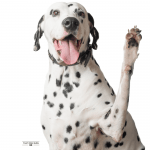 Teach Your Dog How to Properly Greet People