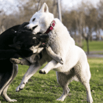 Properly Breaking Up a Dog Fight