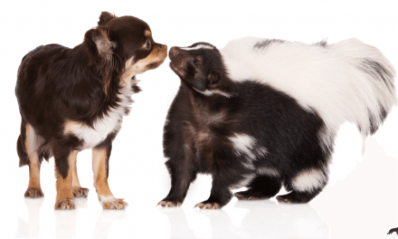What To Do When Your Dog Was Sprayed By A Skunk!