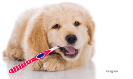 The Right Way to Brush Dog’s Teeth
