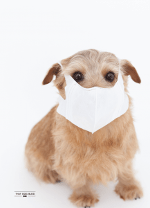 Dog Allergic to Pollen