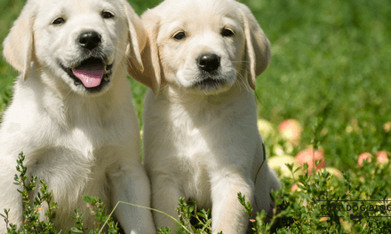 Puppies and Exercise – Not So Much