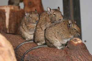 What is a Degu