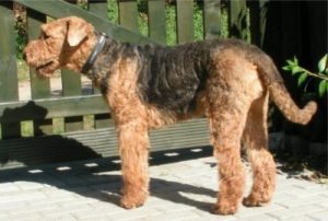 Exercising Your Airedale Terrier