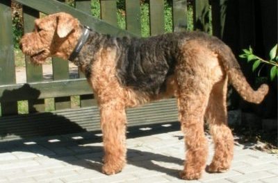 Exercising Your Airedale Terrier