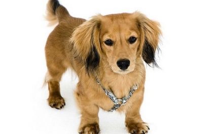 Exercising Your Dachshund