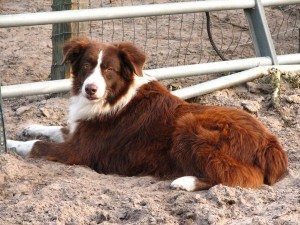 Exercising Your Australian Shepherd