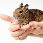 8 Easy Ways to Keep Your Degu Happy!